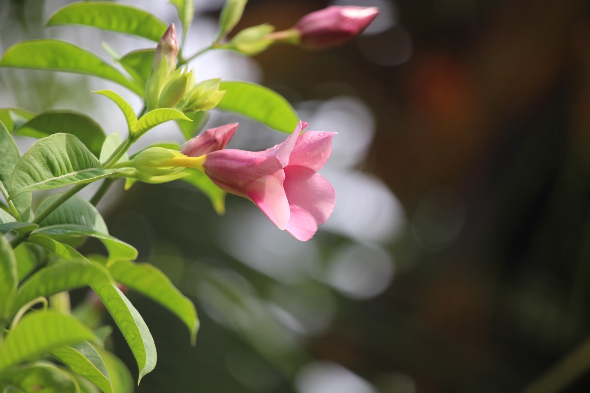 Allamanda blanchetii A.DC.